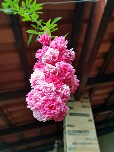 Summer flora spring