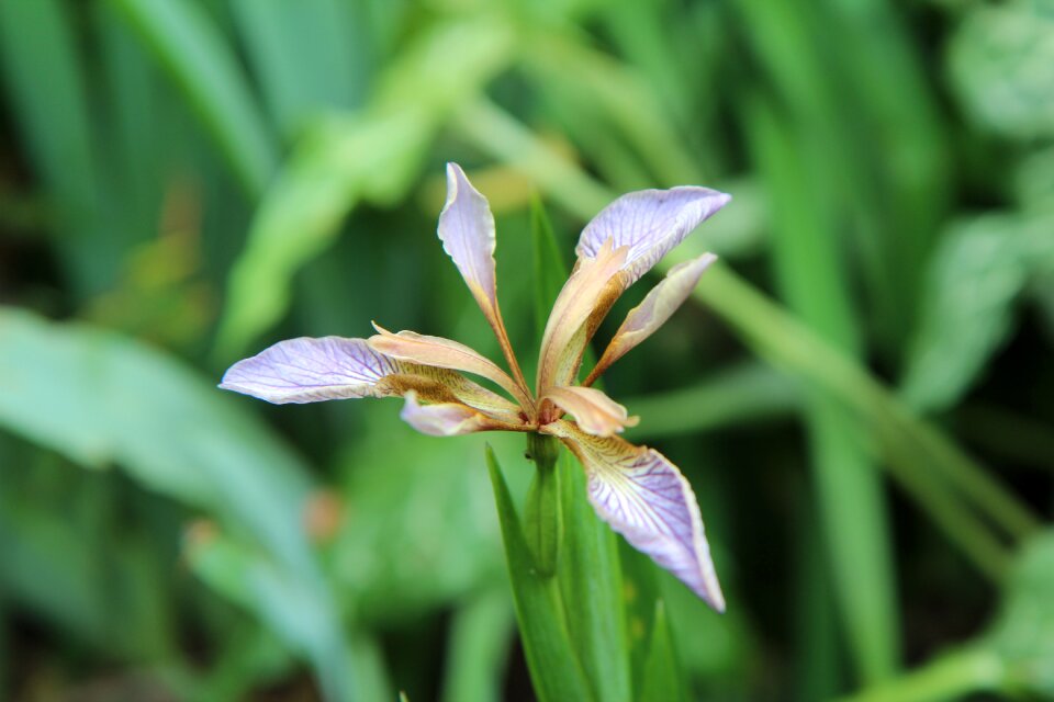 Iris foetid wild flowers flower of iris
