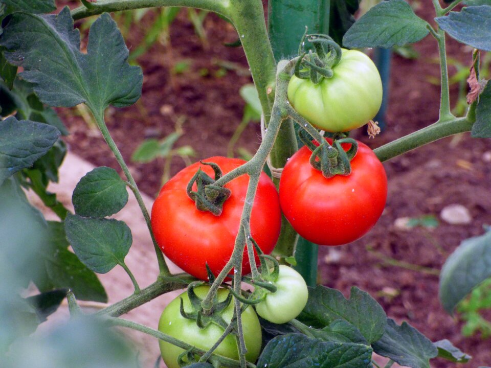 Power garden food