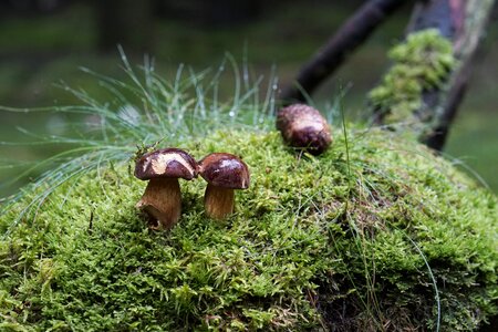 Moss forest floor hvilsom forest