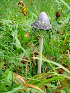 Mushroom damp grass