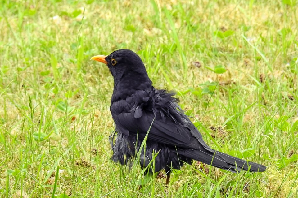 Young bird plumage black