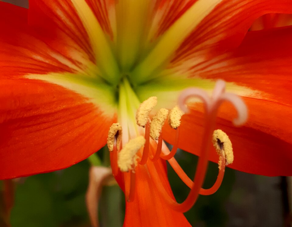 Natura macro