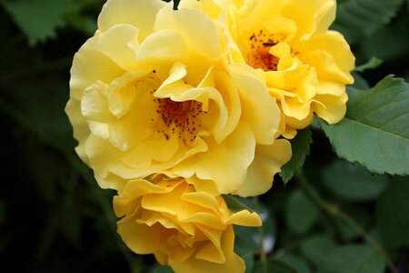 Yellow rose bloom bloom