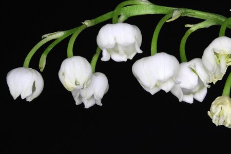 Nature macro photography lily of the valley
