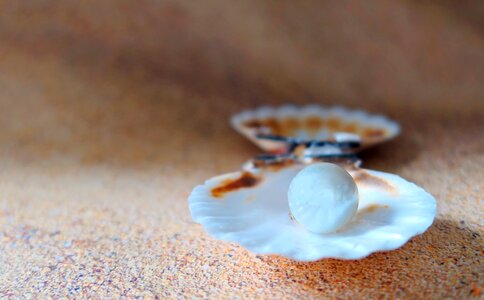 Sand seashell sea photo