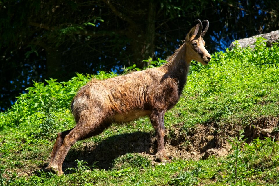 Wild species wild mountain