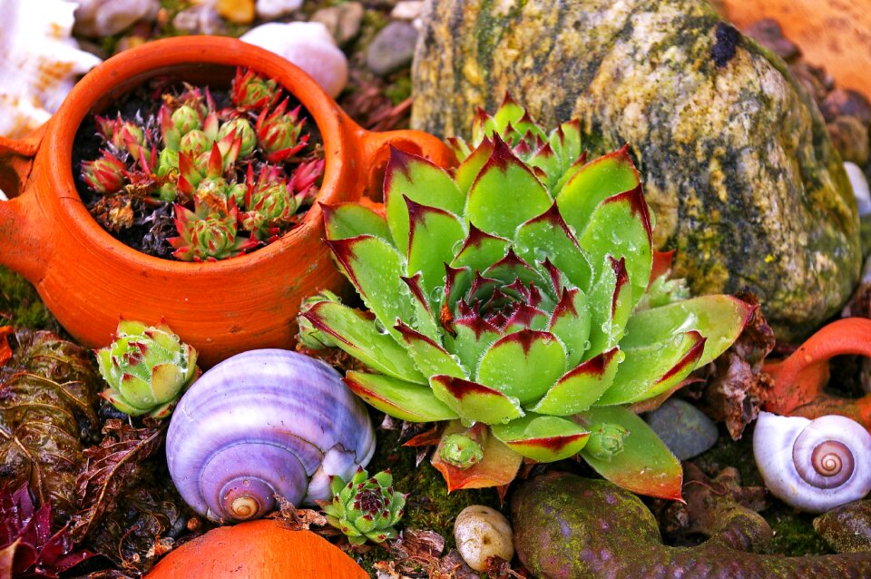 Plant bed beautiful