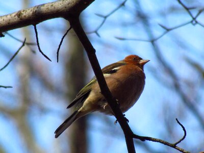 Nature songbird ornithology photo