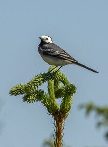 On branch songbird black