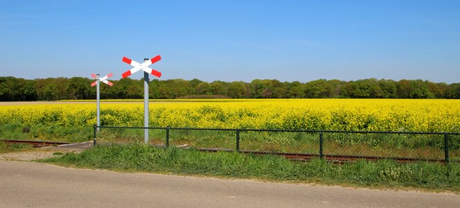 Rapeseed railway nature photo