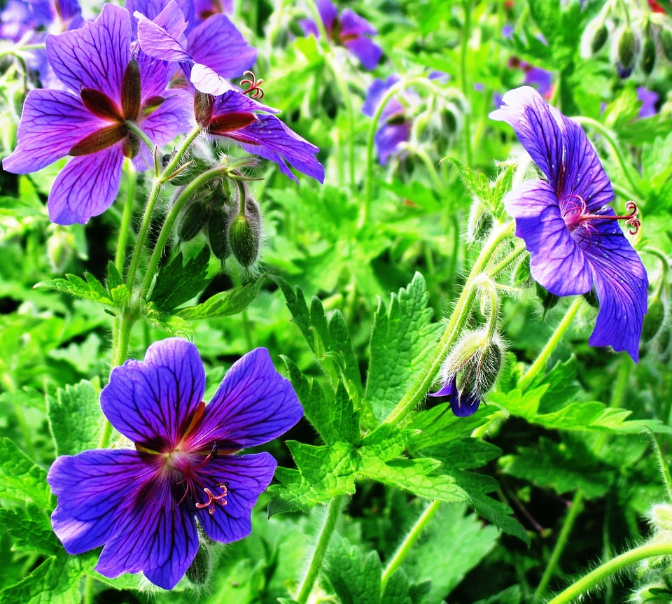 Garden nature ornamental plant