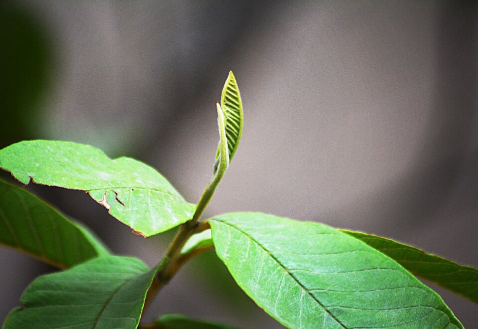 Nature growth spring