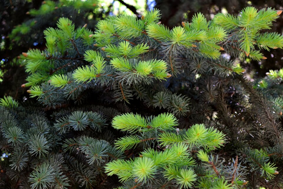 Summer needles branch