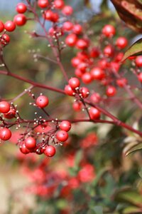 Holly landscape branch