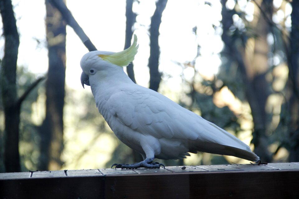 Tree parrot white photo