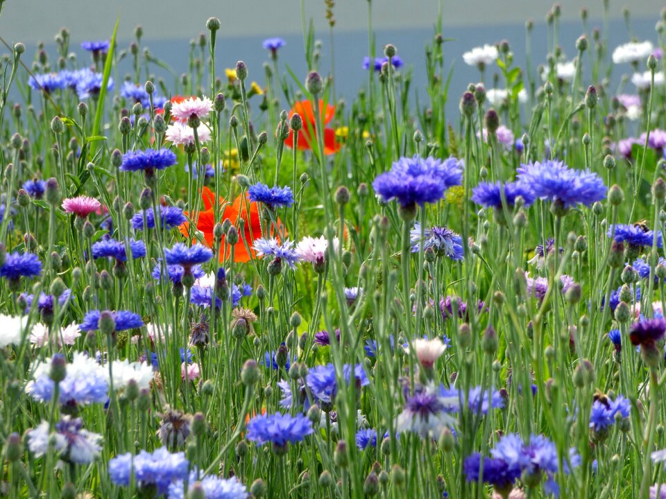 Brightly colored flowering flower garden