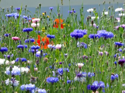 Brightly colored flowering flower garden photo