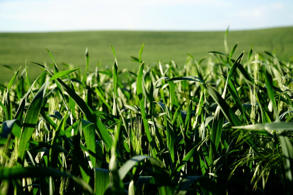 Wheat farming farm