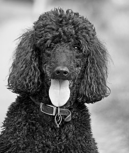 Standard poodle black monochrome photo