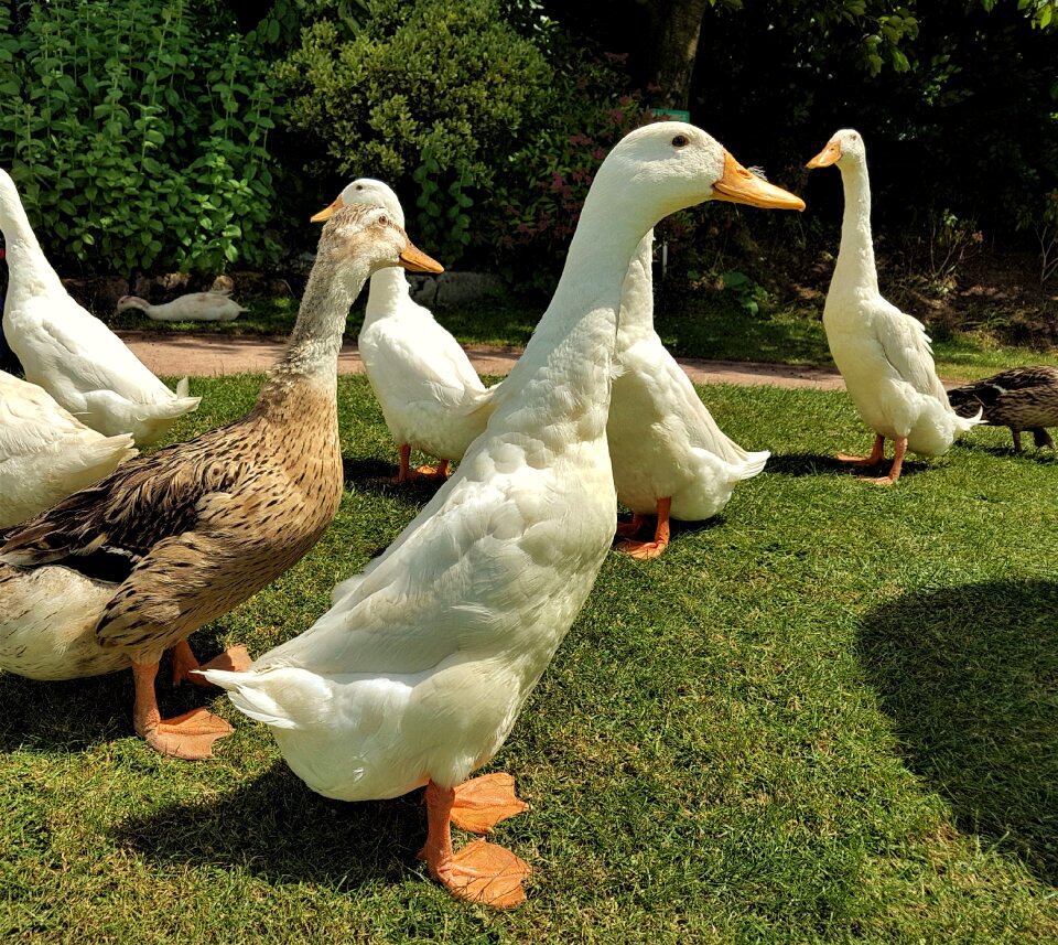 Wildlife bird