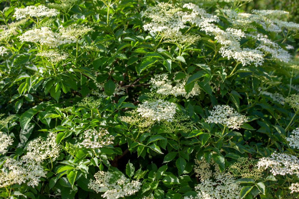 Wild elderberry elderberry shrub walk in the forest