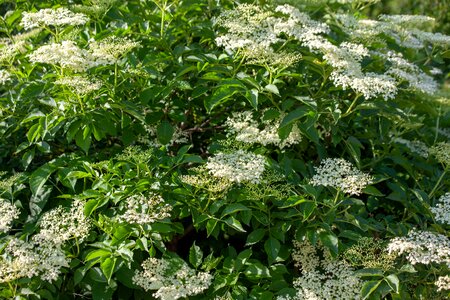 Wild elderberry elderberry shrub walk in the forest