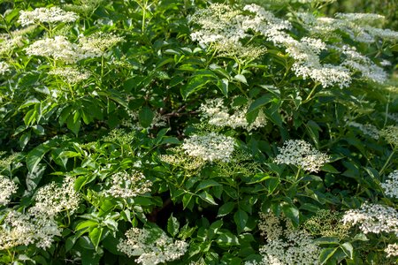 Wild elderberry elderberry shrub walk in the forest photo