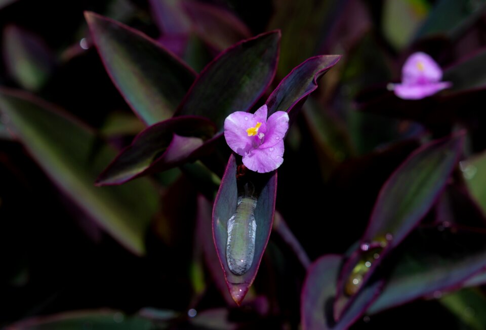 Spiderwort wandering jew purple secretia