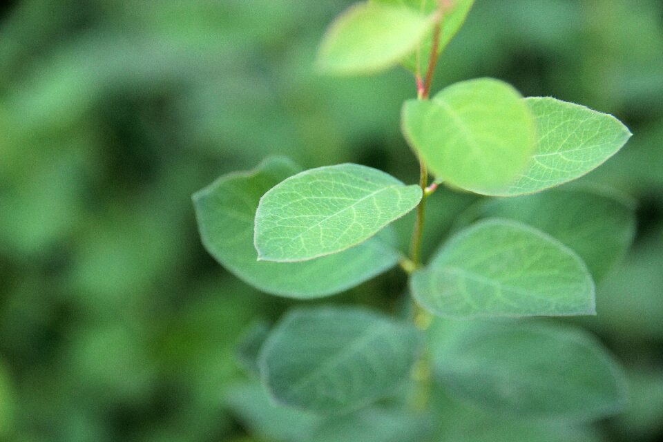 Nature tree branches photo