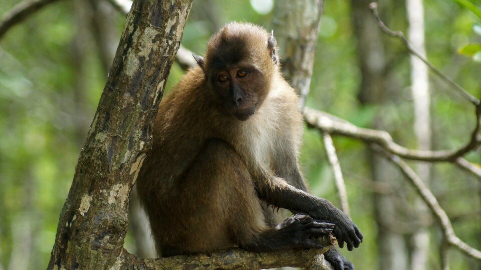 Monkey swamp nature