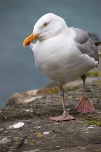 Water bird animal waterfowl