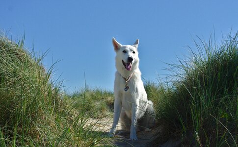 Dune schäfer dog animal photo