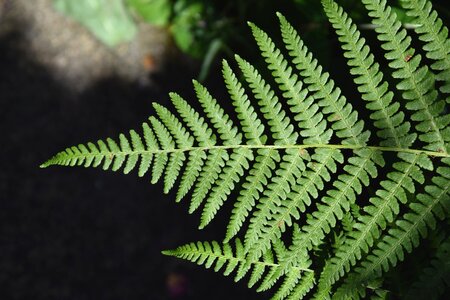 Green leaves nature