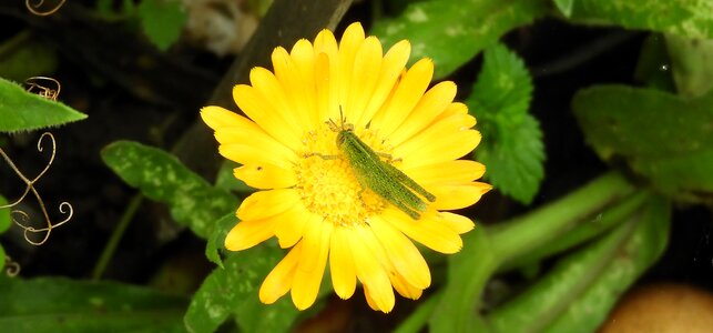 Flower garden colombia photo