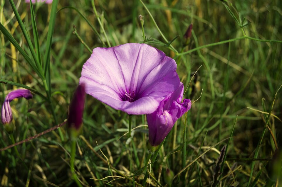 Wild flower bell campanula
