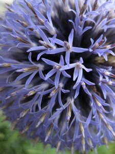 Blue close up flower photo