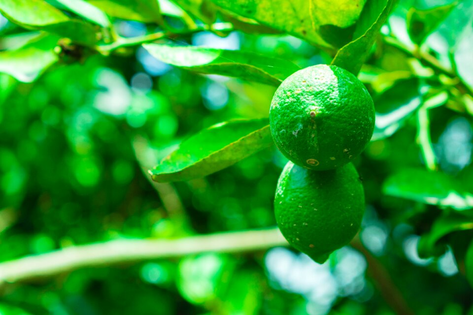 Citrus fruit fruit tree
