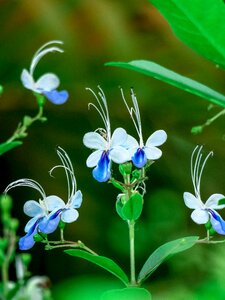 Plant leaf outdoor photo