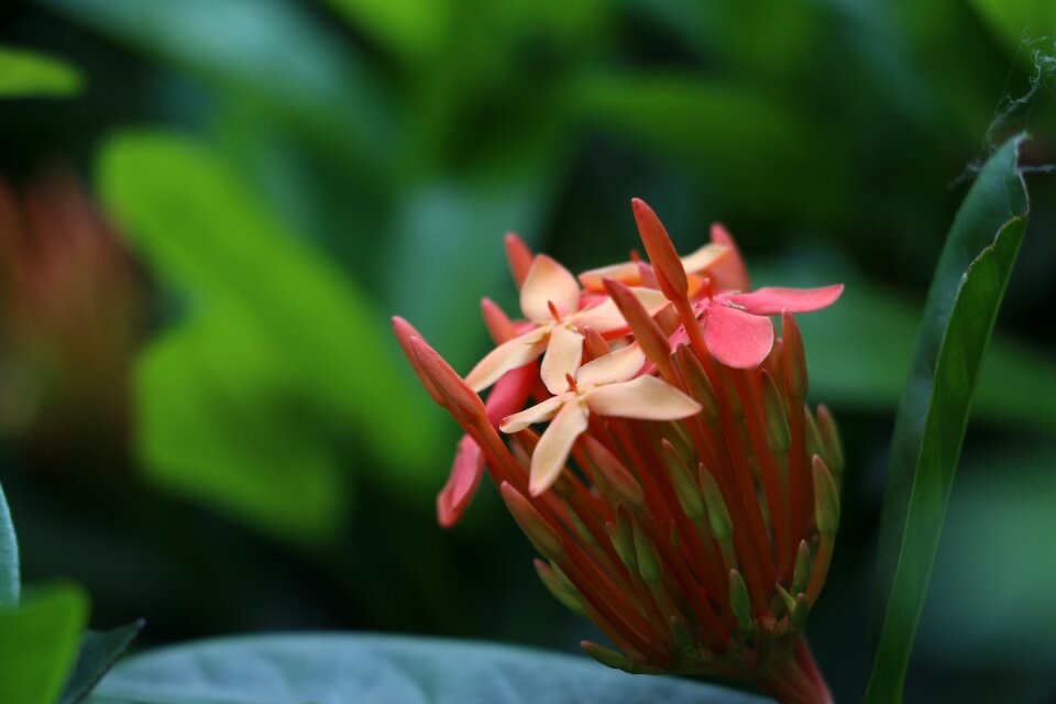 Red flowers flower plant