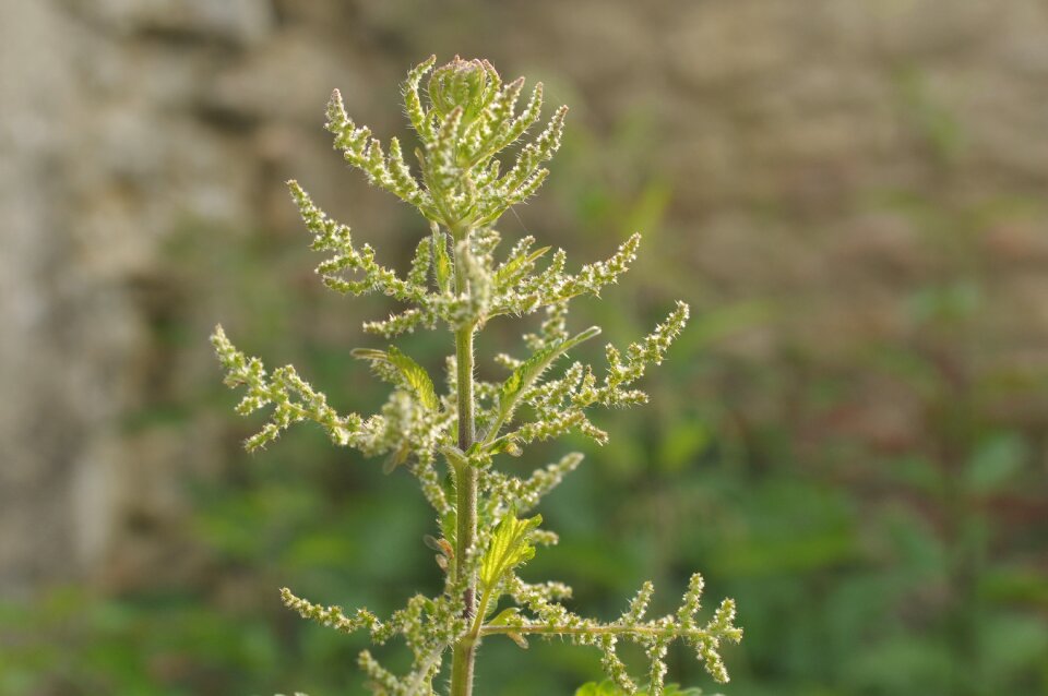 Weed the sun nature