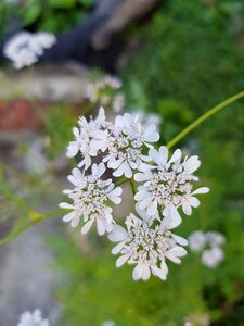 White wando then unknown