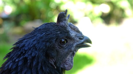 Pinnate animal poultry photo