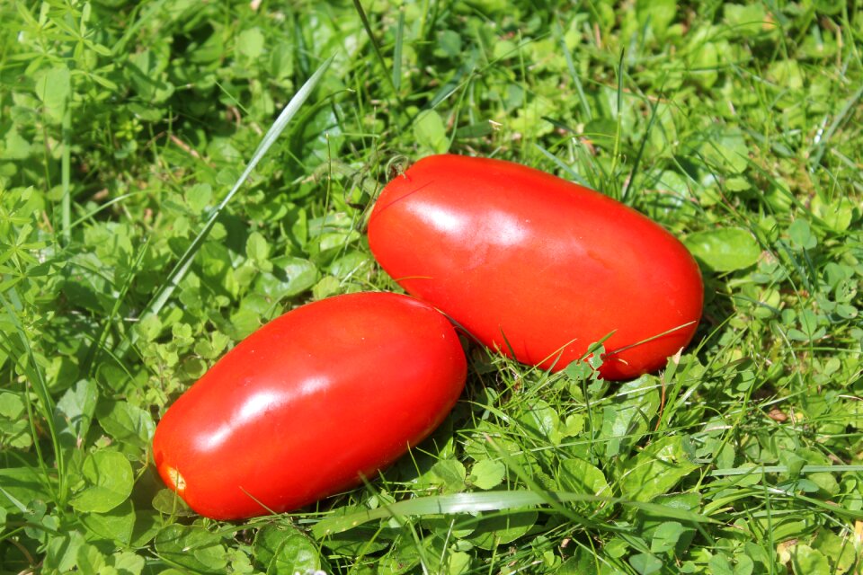 Garden delicious diet