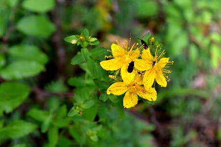 Nature yellow little flower beetle photo