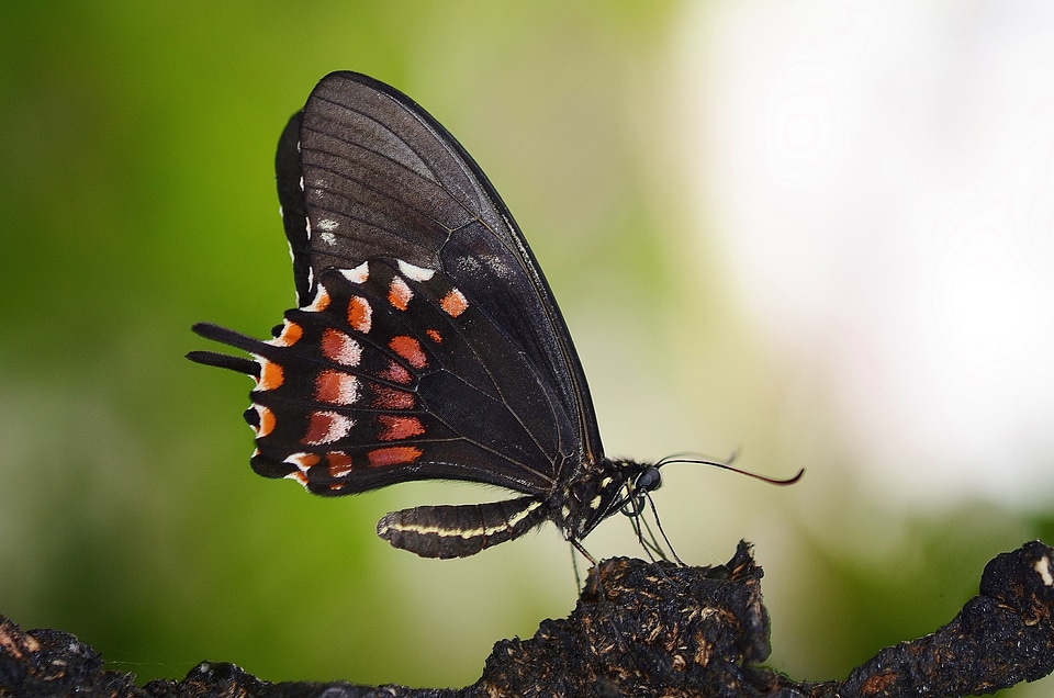 Insect butterflies insects