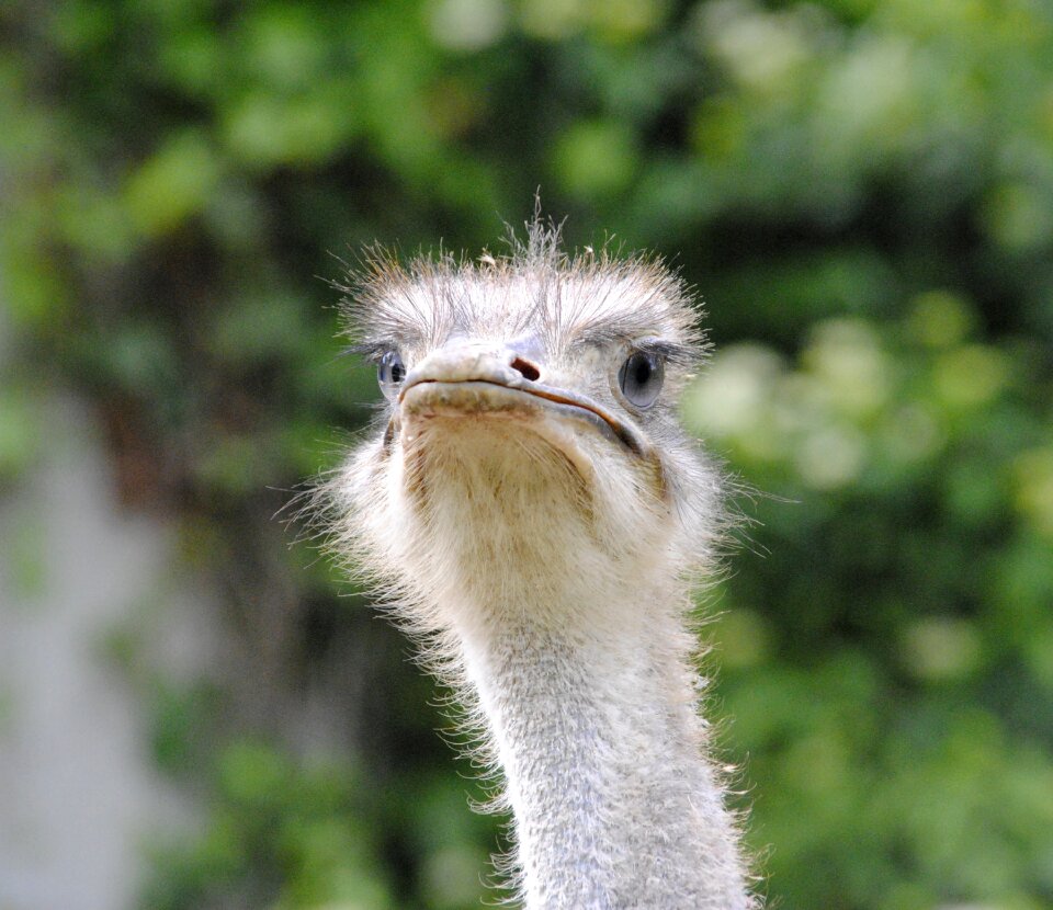 Head animal world big bird
