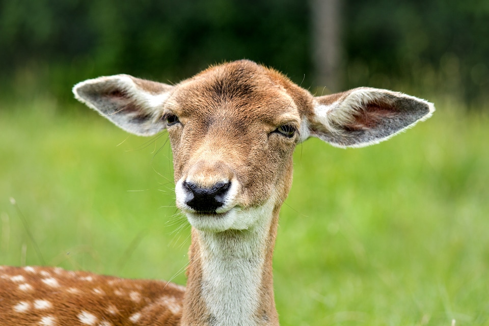 Prick ears ears standing out