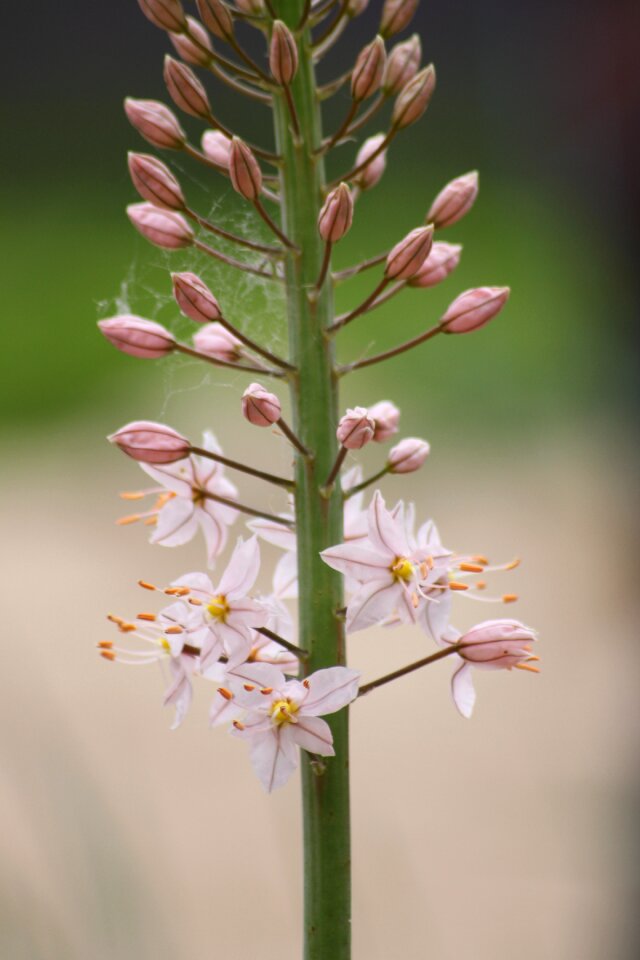 Flora plant ornamental plant photo