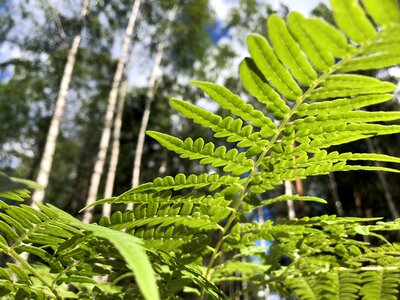 Plant green leaf photo